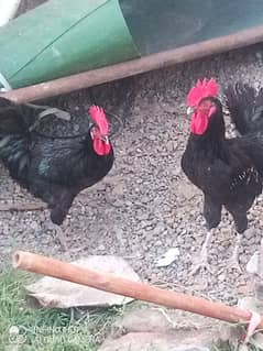 Black Heavy buff cochin | Australorp Chicks | Australop male