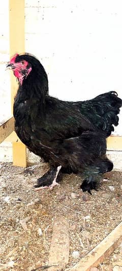 Golden buff hens for sale