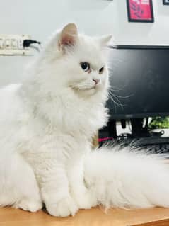 Pure breed white persian female kitten tripple coat semi punch face