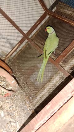 Love birds & ring Neck breeder pair