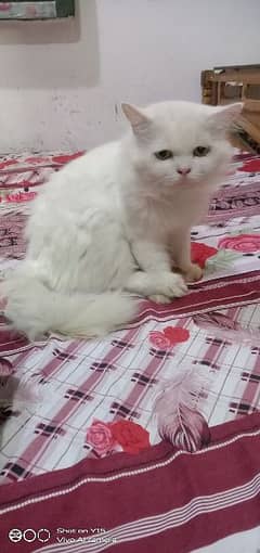 Persian Double Coated Male And Female & Kittens Sale For Okara City