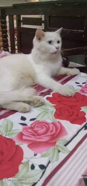 Persian Double Coated Male And Female & Kittens Sale For Okara City 1