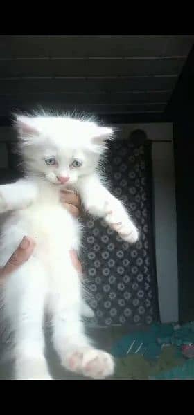 Persian Double Coated Male And Female & Kittens Sale For Okara City 3