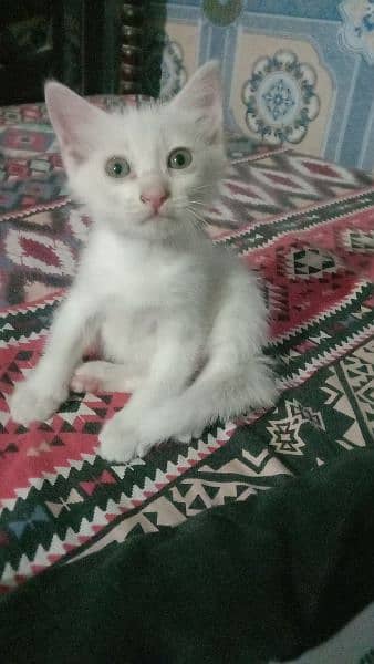 Persian Double Coated Male And Female & Kittens Sale For Okara City 4