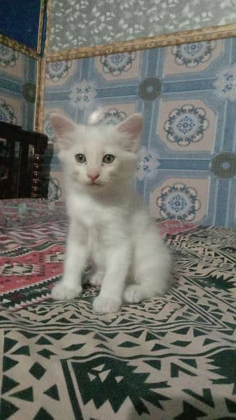 Persian Double Coated Male And Female & Kittens Sale For Okara City 5