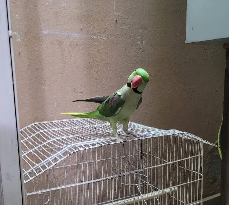 HAND TAMED KASMIRI RAW PARROT LOOKING FOR NEW SHELTER 2