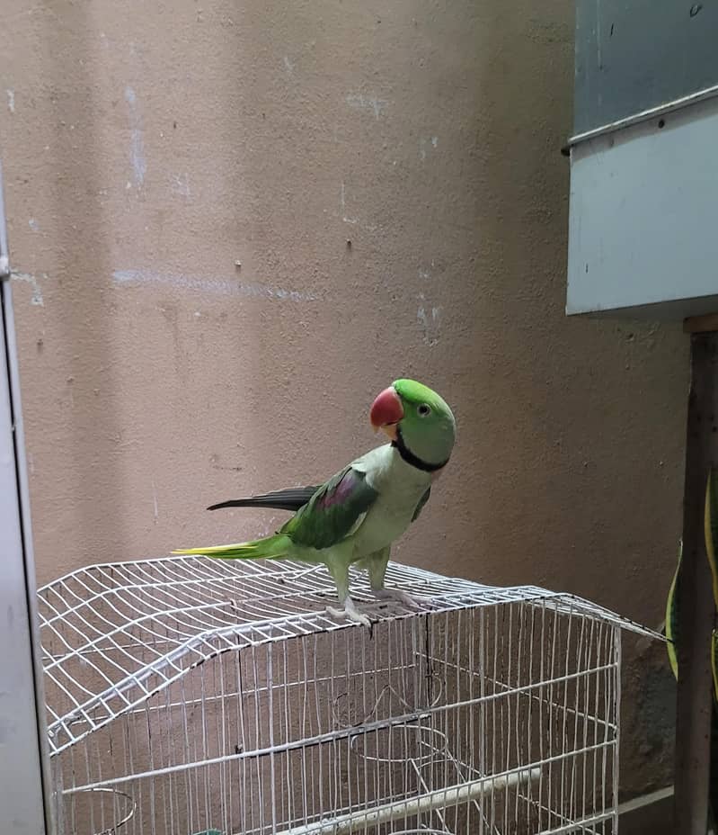 HAND TAMED KASMIRI RAW PARROT LOOKING FOR NEW SHELTER 1