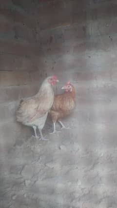 Desi hens for sale