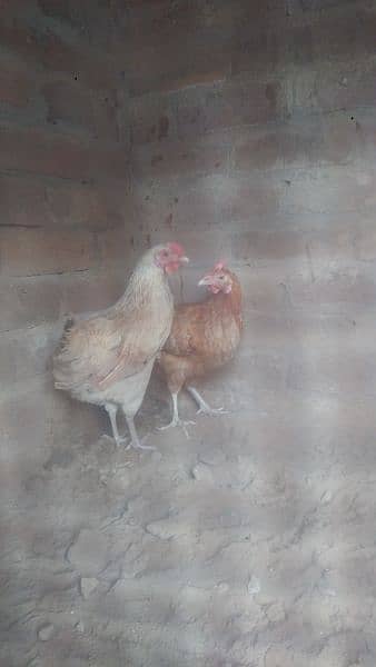 Desi hens for sale 0