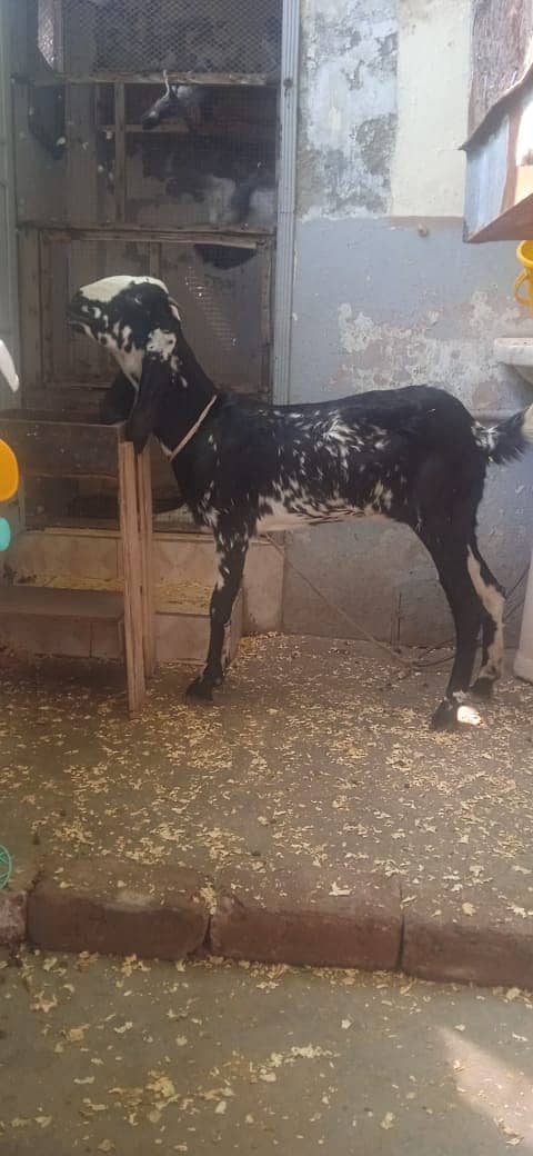 Goat / Bakri / Desi / rajanpuri goats / بکری  / Goat for sale 0