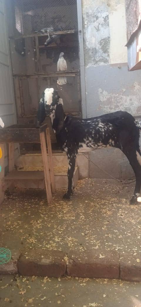 Goat / Bakri / Desi / rajanpuri goats / بکری  / Goat for sale 4