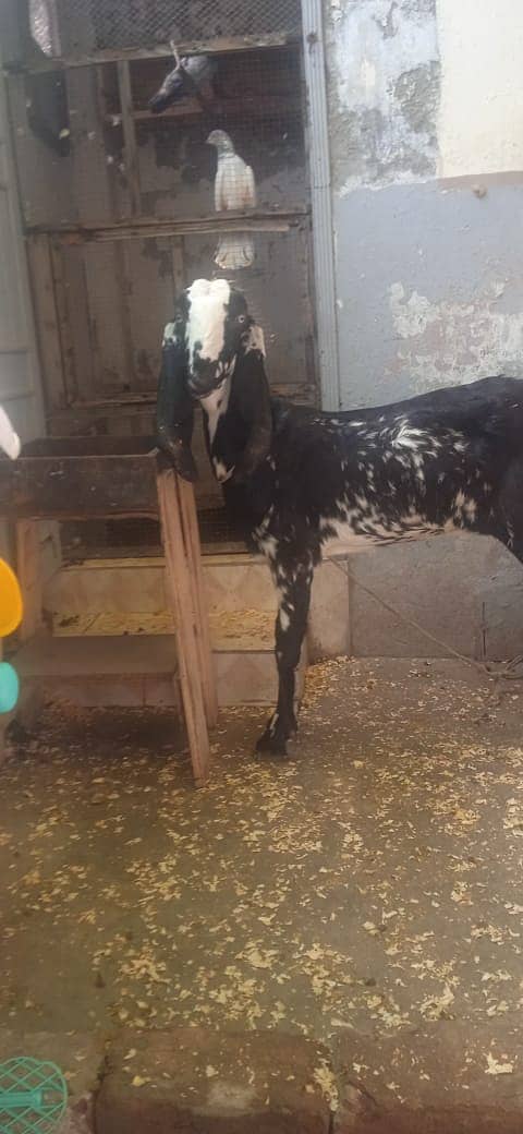 Goat / Bakri / Desi / rajanpuri goats / بکری  / Goat for sale 6