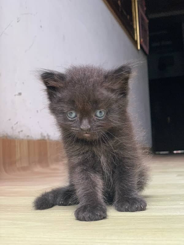 4 Persian Cat Brown and black 2