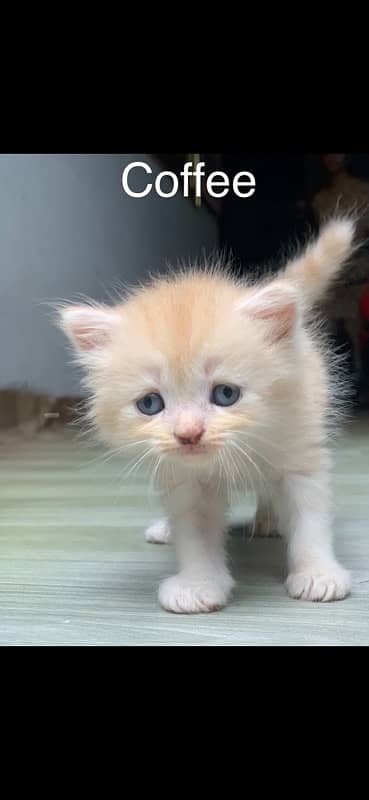 4 Persian Cat Brown and black 3