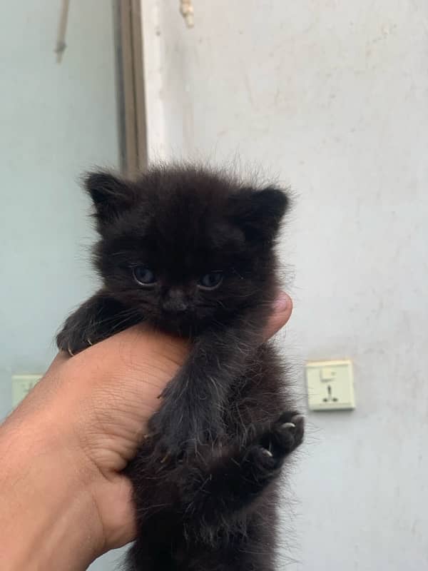 4 Persian Cat Brown and black 5