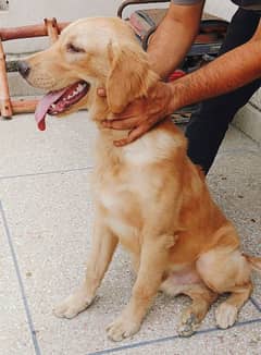 golden retriever male