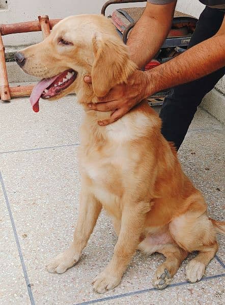 golden retriever male 0