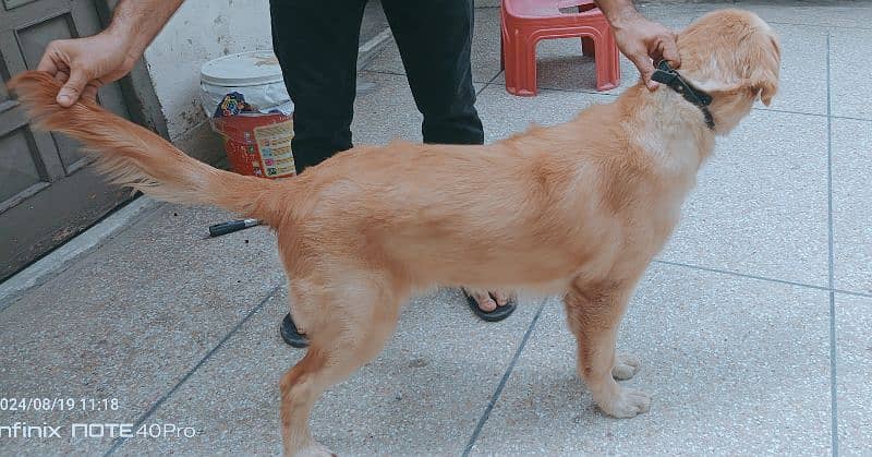 golden retriever male 1