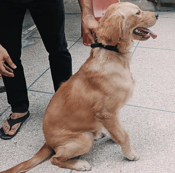 golden retriever male 2