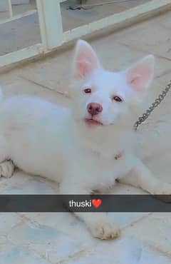 thuski