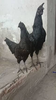 Ayam