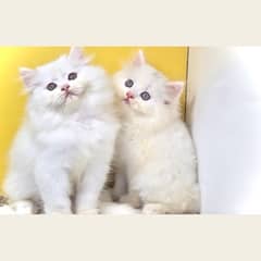 Triple coated/ Punched faced/ persian kittens /cats for sale