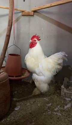 White buff heavy chicks available