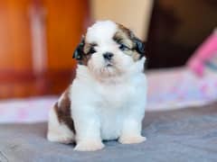 Shihtzu