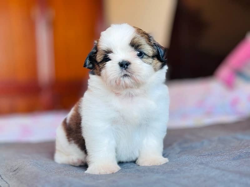 Shihtzu pedigree puppies available  for new homes 0