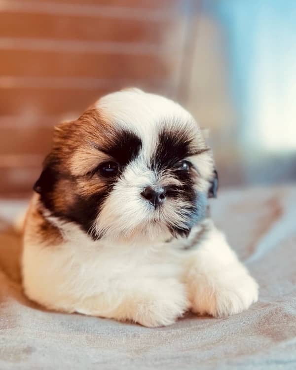 Shihtzu pedigree puppies available  for new homes 1