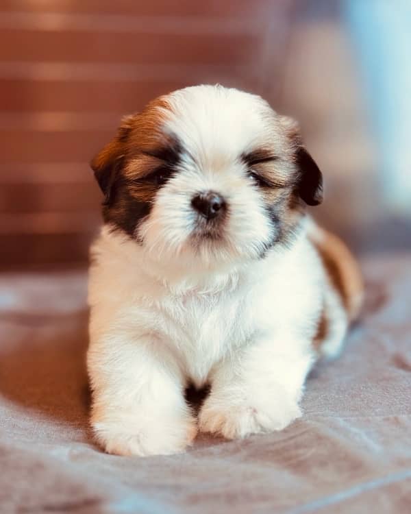 Shihtzu pedigree puppies available  for new homes 2