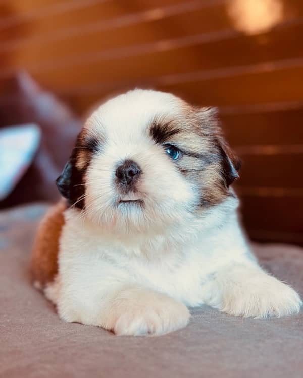 Shihtzu pedigree puppies available  for new homes 5