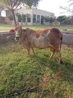 cow with male bacha