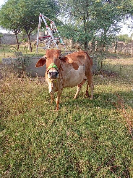 cow with male bacha 1