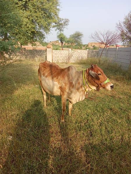 cow with male bacha 2