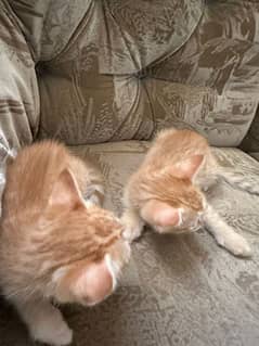 Orange Cat with Fluffy Hair