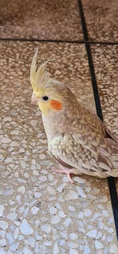 cockatiel