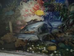 blue line shark only 1500