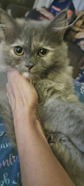 persian kitten 3