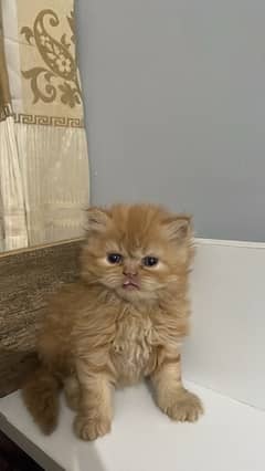 semi punch persian kitten double coated