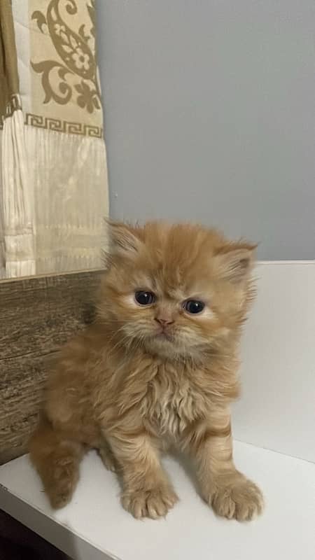 semi punch persian kitten double coated 1