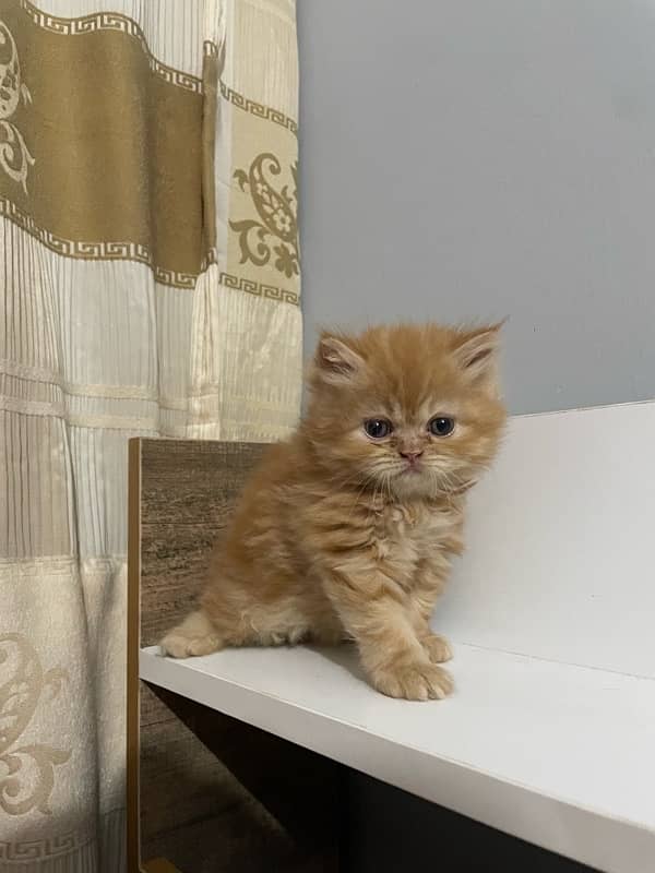 semi punch persian kitten double coated 3