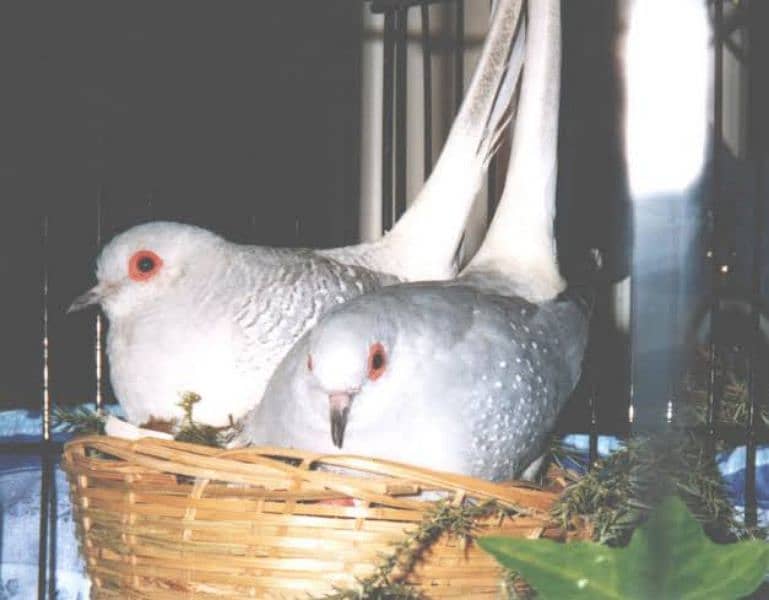 silver diamond dove females 0