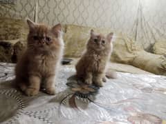 pure persian kittens pair