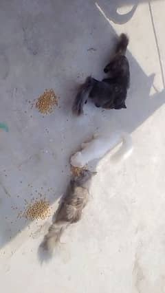 parsion cats male and female tripel coted available 1cat price 9k