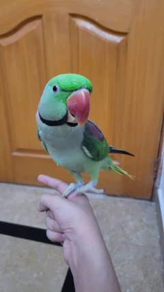 HAND TAMED KASMIRI RAW PARROT LOOKING FOR NEW SHELTER