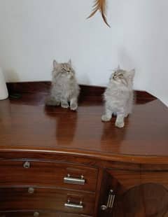 Pure Persian triple coated beautiful kittens for sale