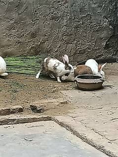 6 rabbit hain male female mix