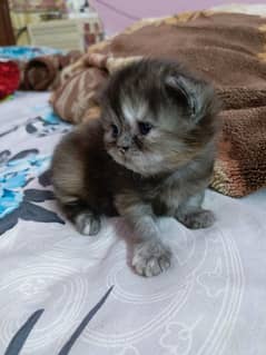 persian kitten