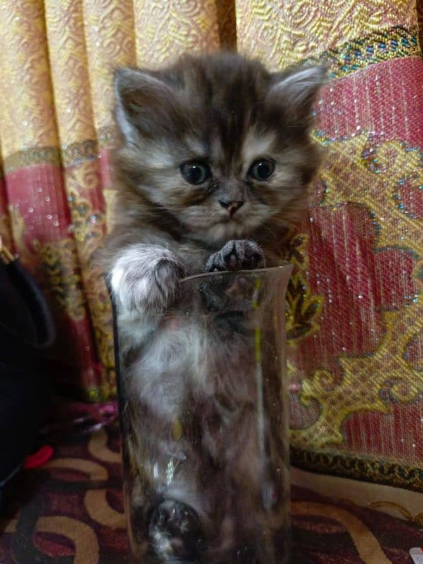 persian kitten 4